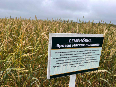 Давай, «Семёновна», урожай!