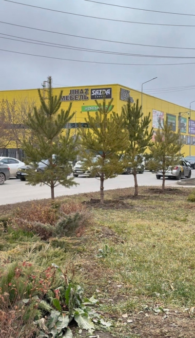 Сосны появились на главном проспекте Актобе