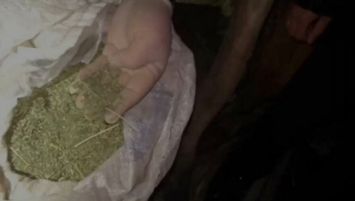 Нарколаборатория по выращиванию «индийской марихуаны» ликвидирована в Таразе