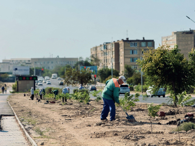 В Актау возле ботанического сада высадили 250 деревьев