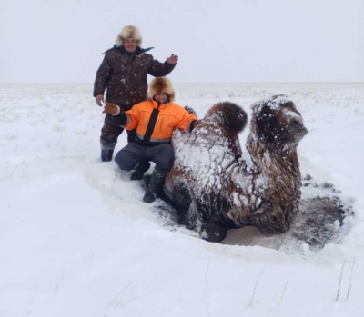 Из болота тащили... верблюда