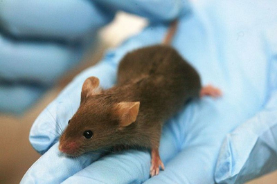 Школы и детские сады в Атырауской области закрыли из-за мышей