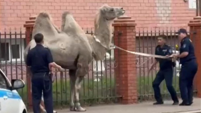 "Это Дубай?": разгуливающего по Павлодару верблюда сняли на видео
